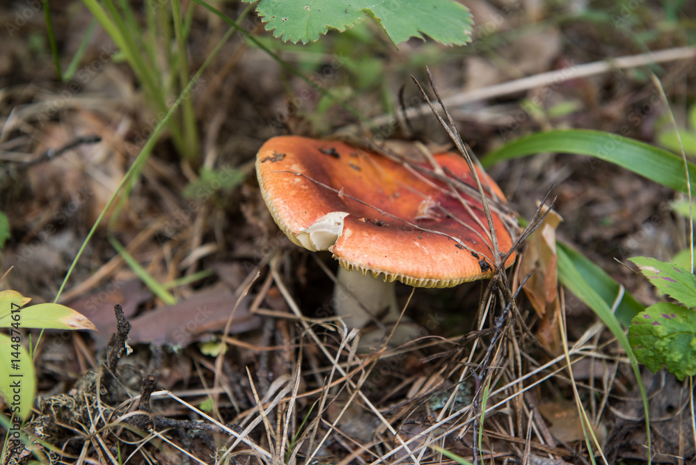 Red russule mushroom growing in a forest among grass (focus is on the edge) Red russule mushroom growing in a forest among grass (focus is on the edge)