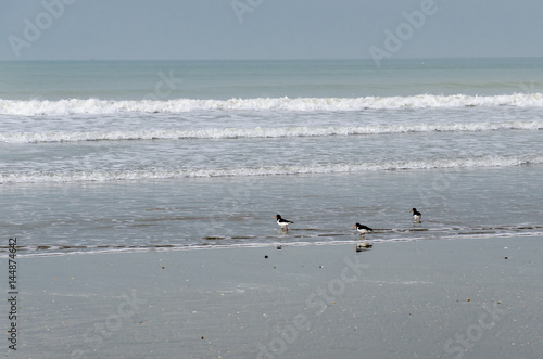 Birds on the beach © cribea