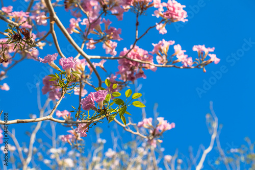 Pink Trumpet flower tree