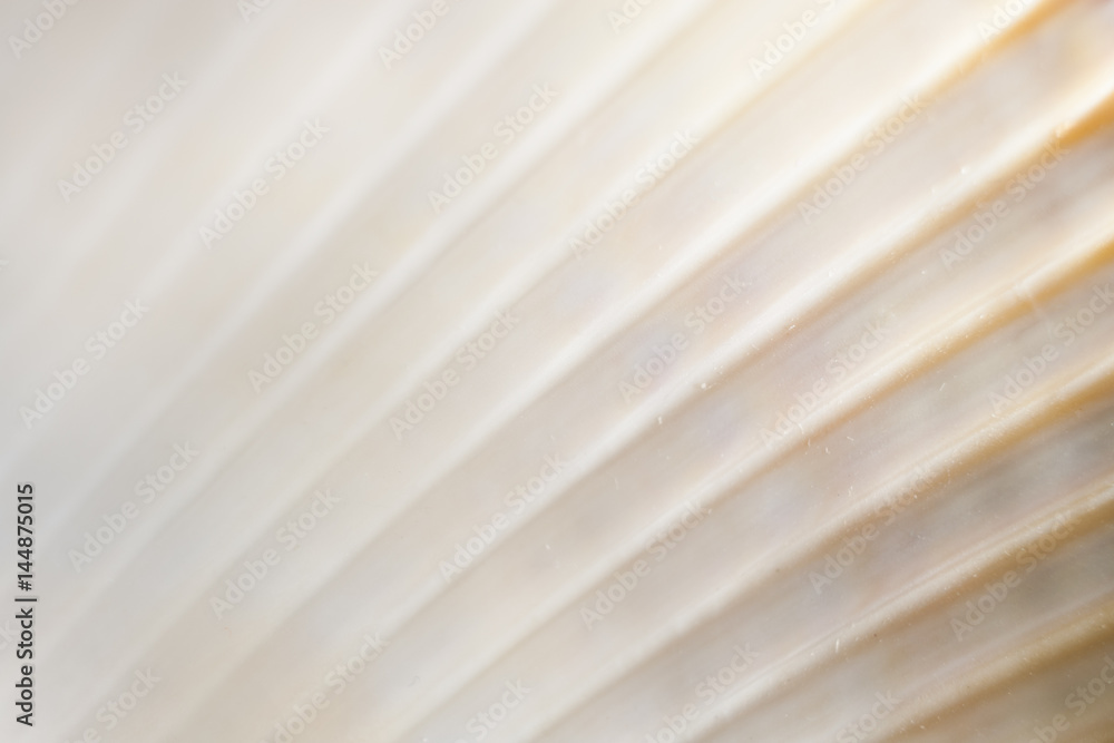 Fototapeta premium Natural texture. Natural background. Close-up part of seashell