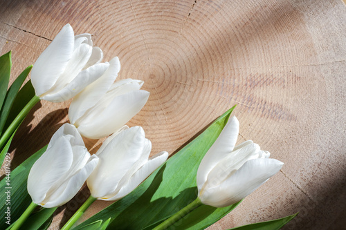 Fototapeta Naklejka Na Ścianę i Meble -  Five white tulips lie lower left on large transverse wooden saw cut.