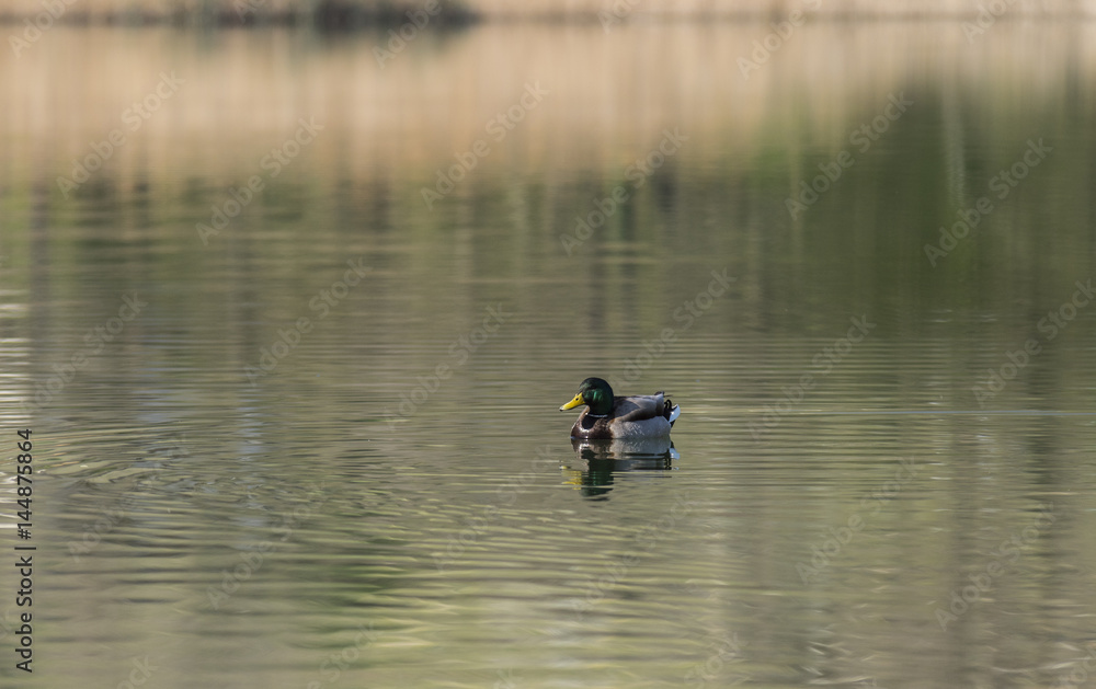 Canards et foulques - Lac Saint André - Savoie. Canards et foulques - Lac Saint André - Savoie.