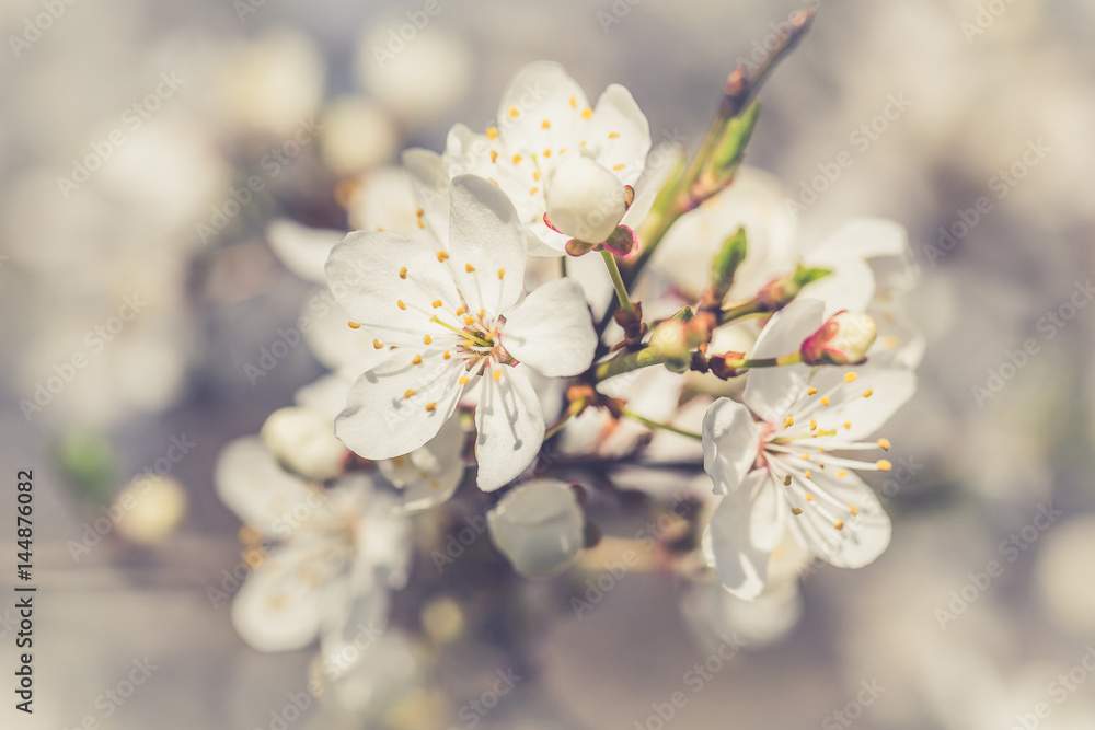 Fototapeta premium Flowers of the cherry blossoms on a spring day