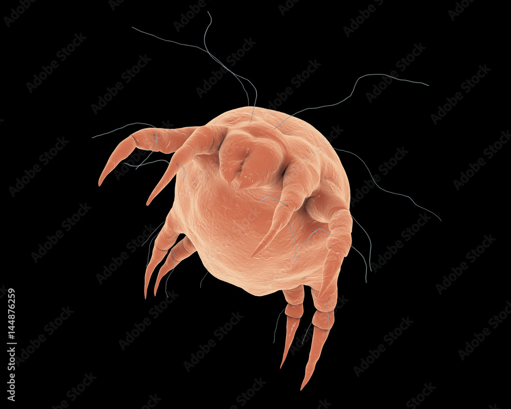 Dust mite Dermatophagoides which lives in dust and furniture and whose
