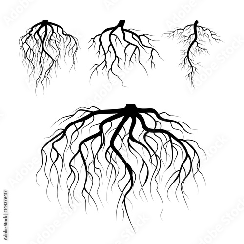 Tree Underground Roots Vector. Plant Underground Roots Set. Tree Root Black. illustration Of Plant Silhouette Root