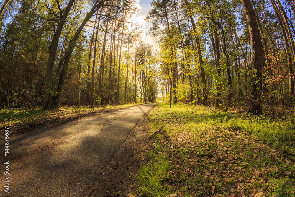 Naklejka premium Weg Wald