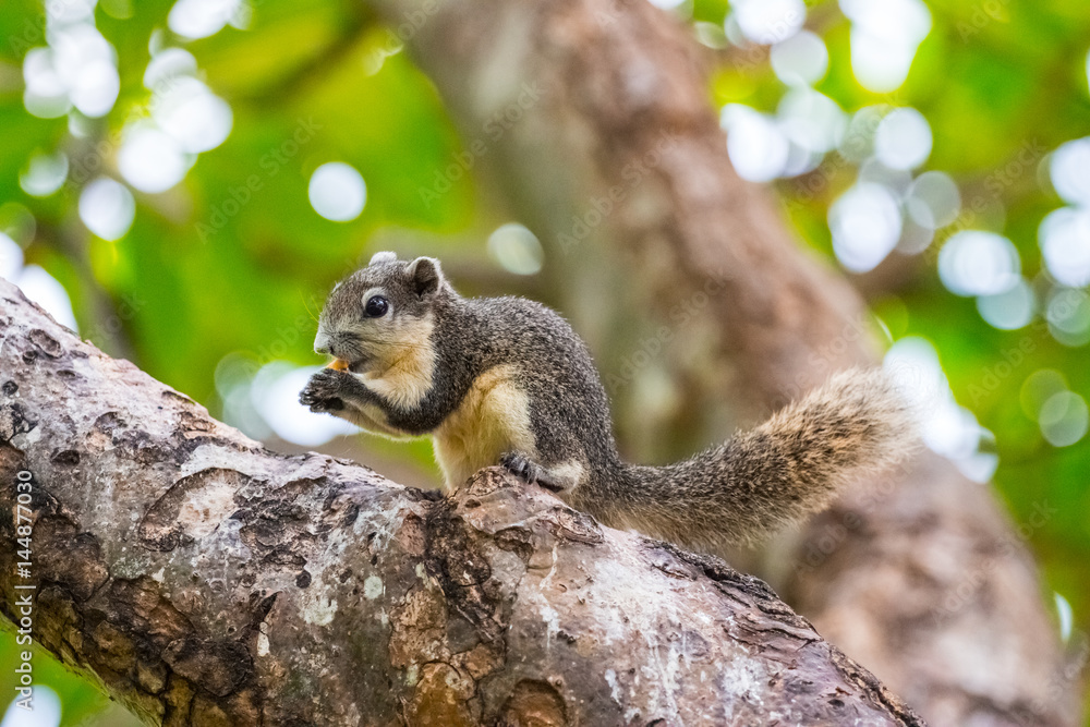 Brown squirrel on the tree inside the park Brown squirrel on the tree inside the park