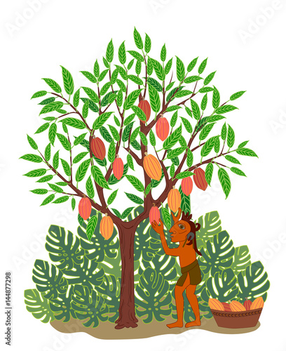 The Indian of people Maya picking fruits of cacao