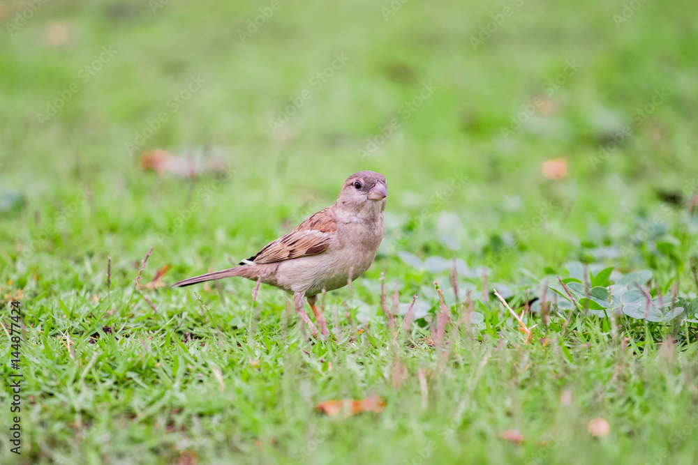 brown warbler bird on the grass finding food brown warbler bird on the grass finding food