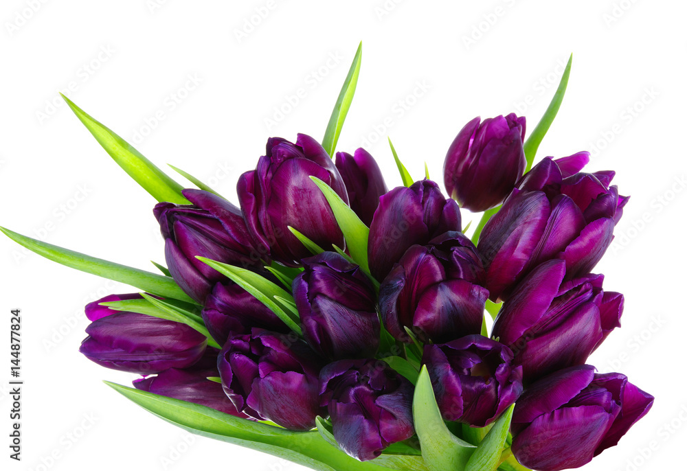 Bouquet of tulips Bouquet of tulips