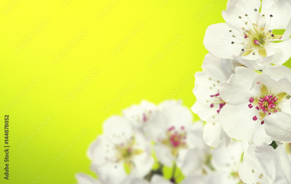 Spring blossom with soft blur background