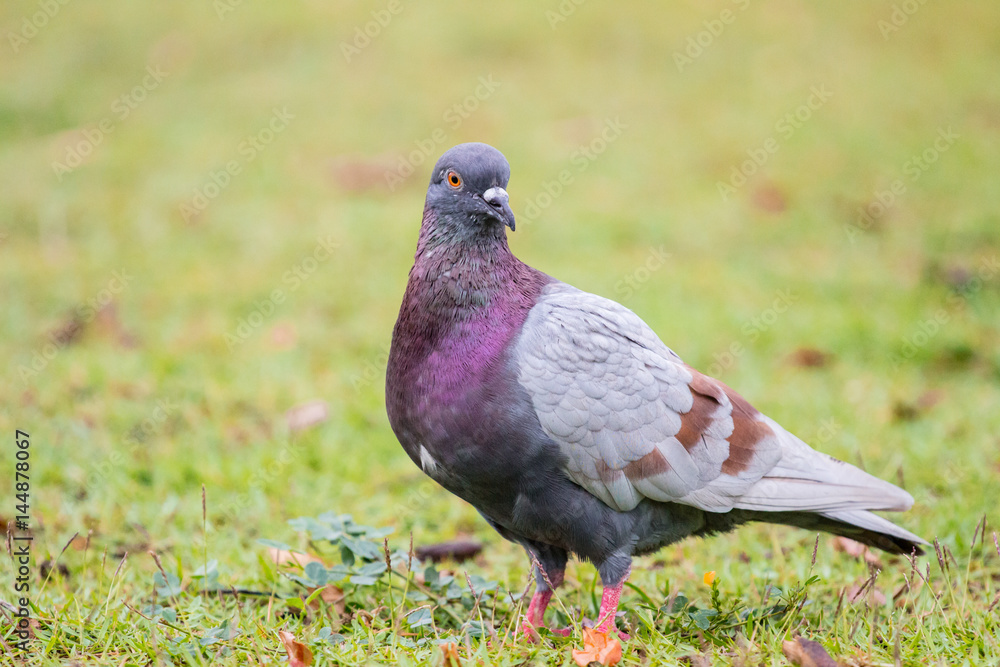 Fototapeta premium Pigeon on the grass field