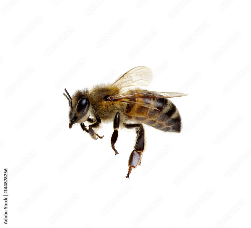 Bee on the white Bee on the white