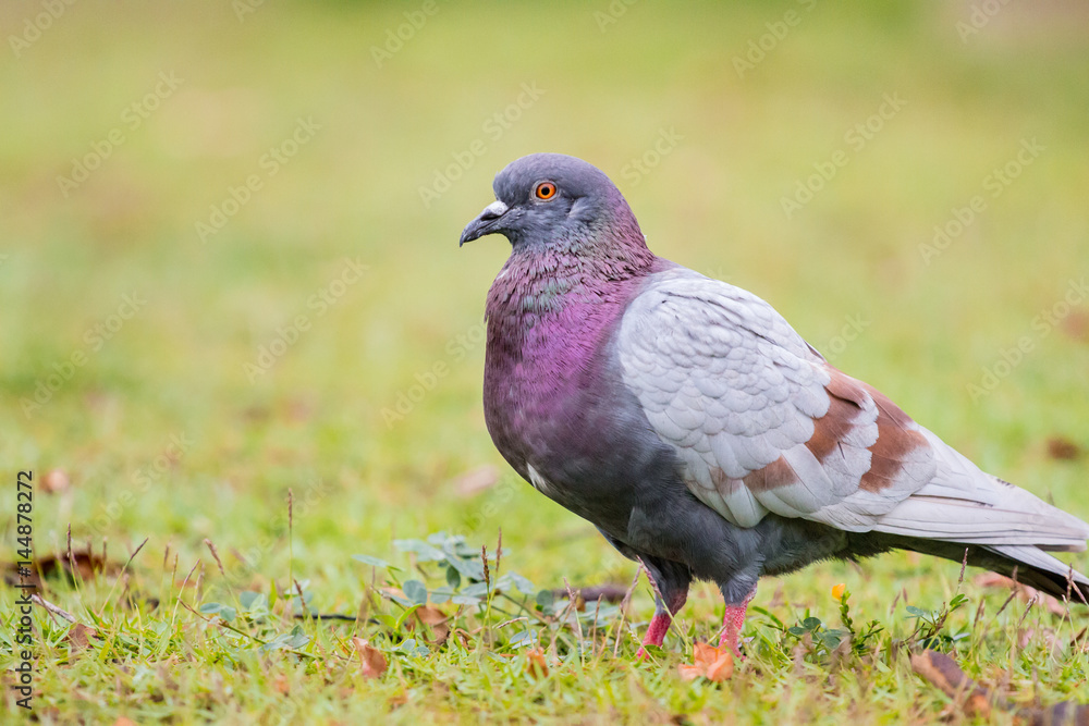 Pigeon on the grass field Pigeon on the grass field