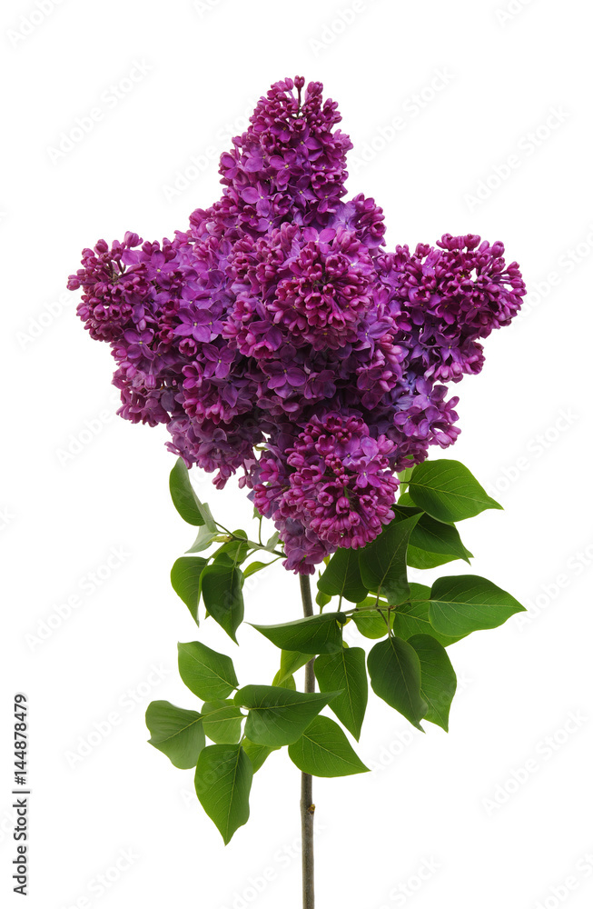 Obraz premium Lilac flower isolated on white