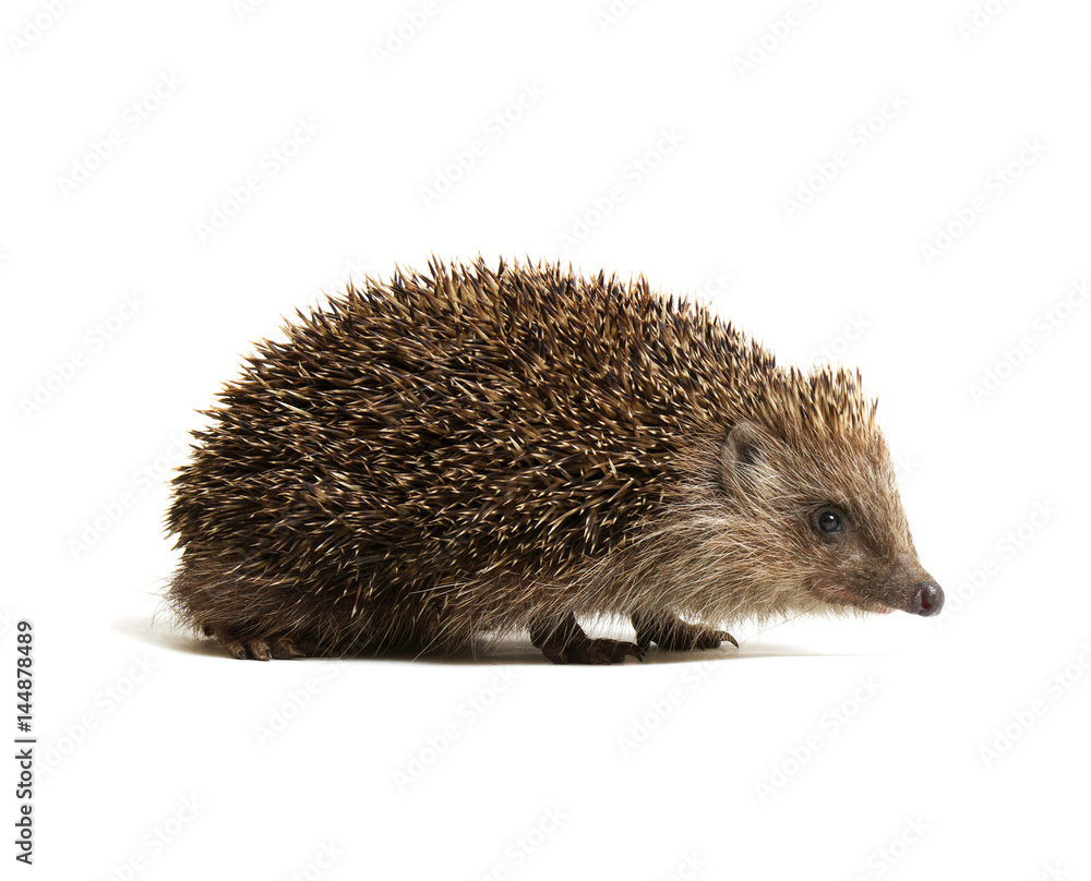 Hedgehog isolated on white Hedgehog isolated on white