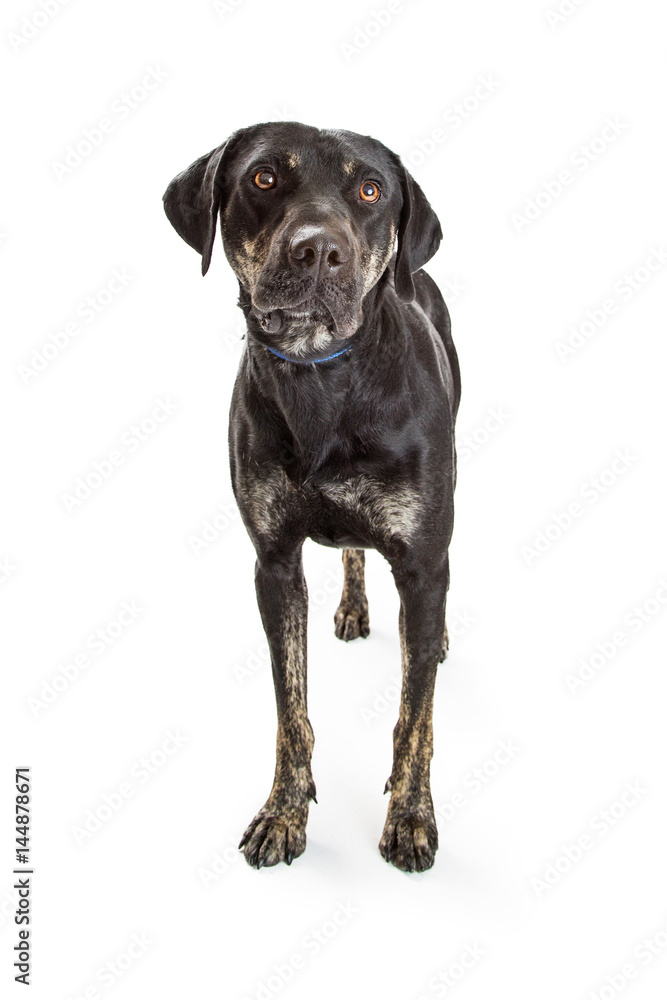 Mixed Large Breed Dog With Black Coat