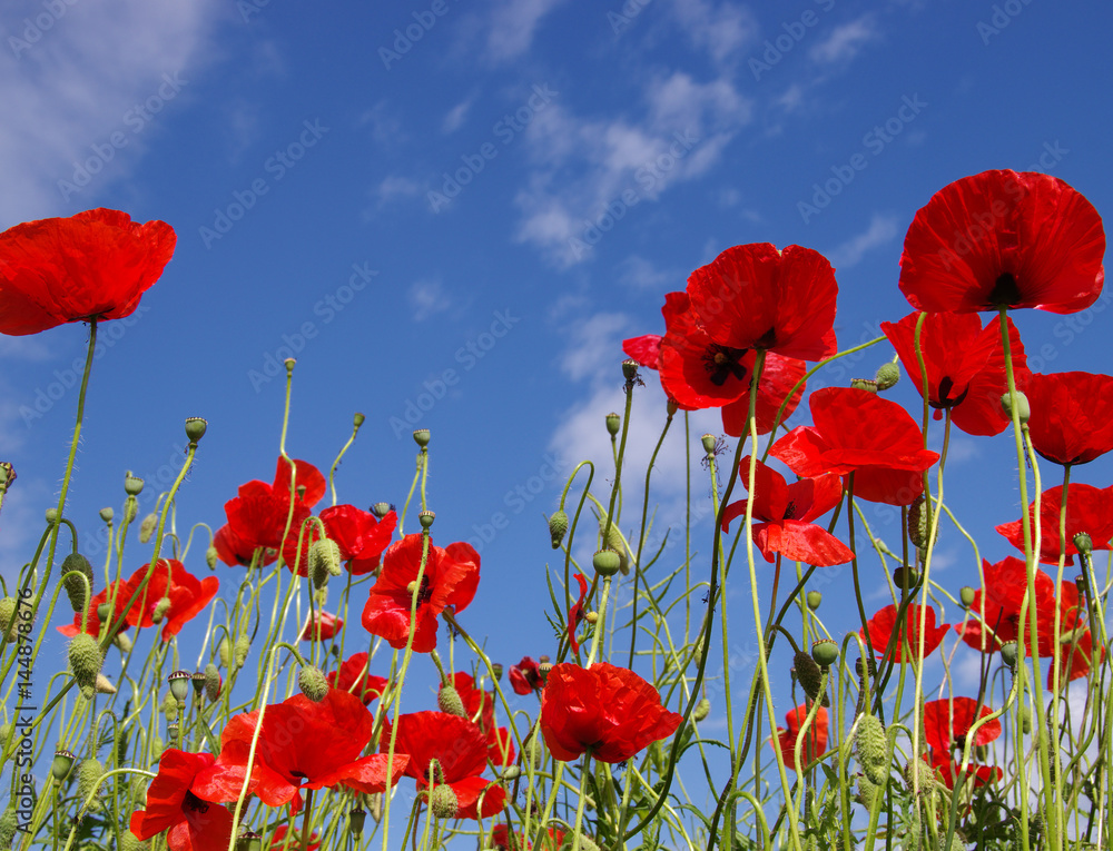Obraz premium Czerwone maki na polu