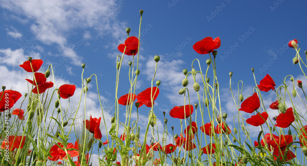 Obraz premium Red poppies on field