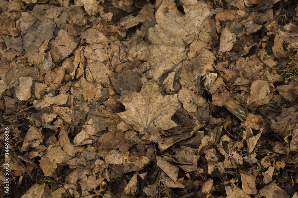 leaves of autumn leaves of autumn