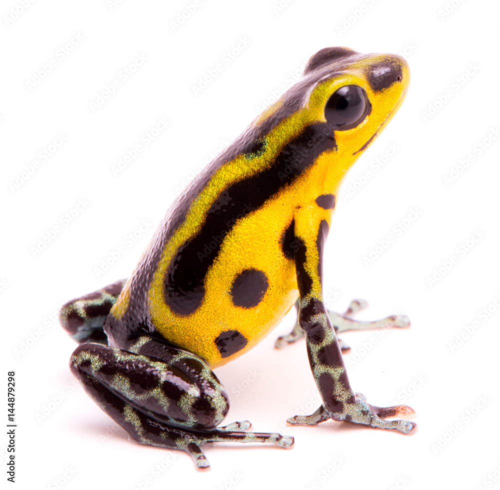 Obraz premium Poison arrow frog, an amphibain with vibrant yelllow.Tropical poisonous rain forest animal, Oophaga pumilio isolated on a white background.