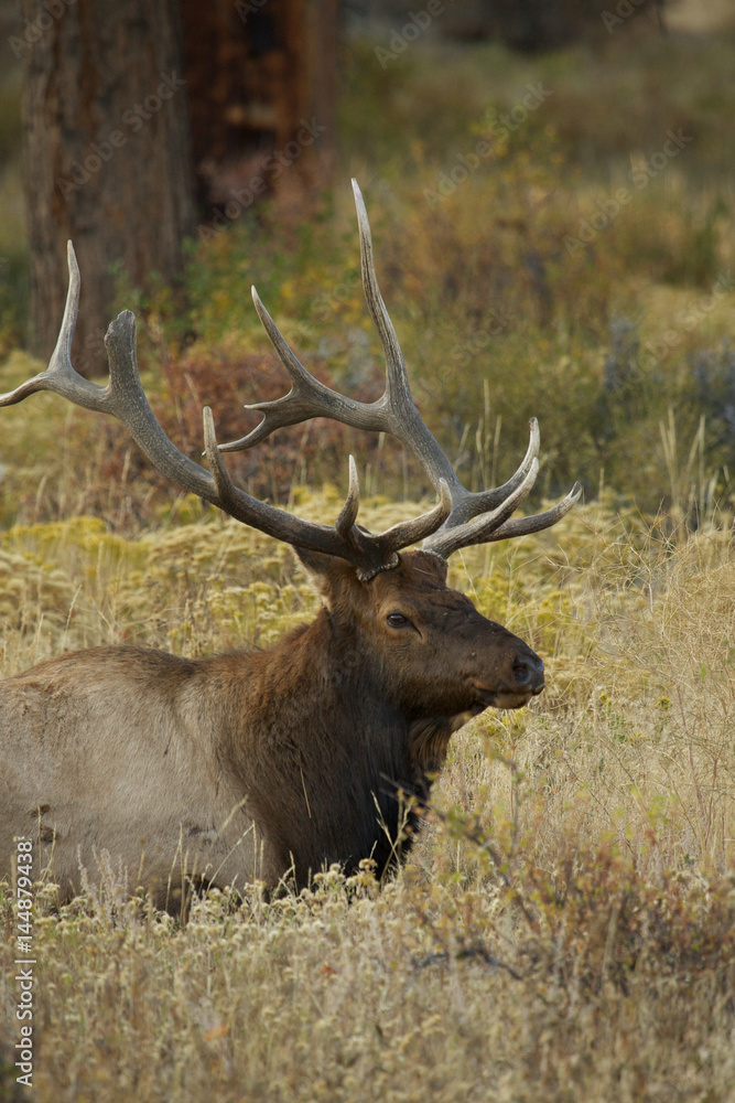 Elk in Rocky mountain Colorado Elk in Rocky mountain Colorado