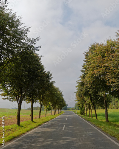 road central perspective with trees