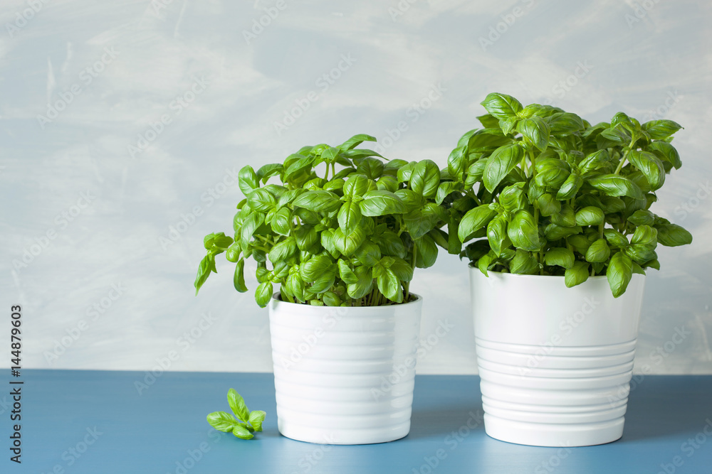 fresh basil herb in a pot fresh basil herb in a pot