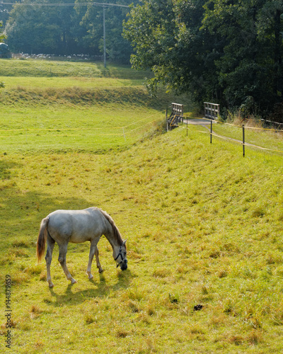 light grey horse in the countryside