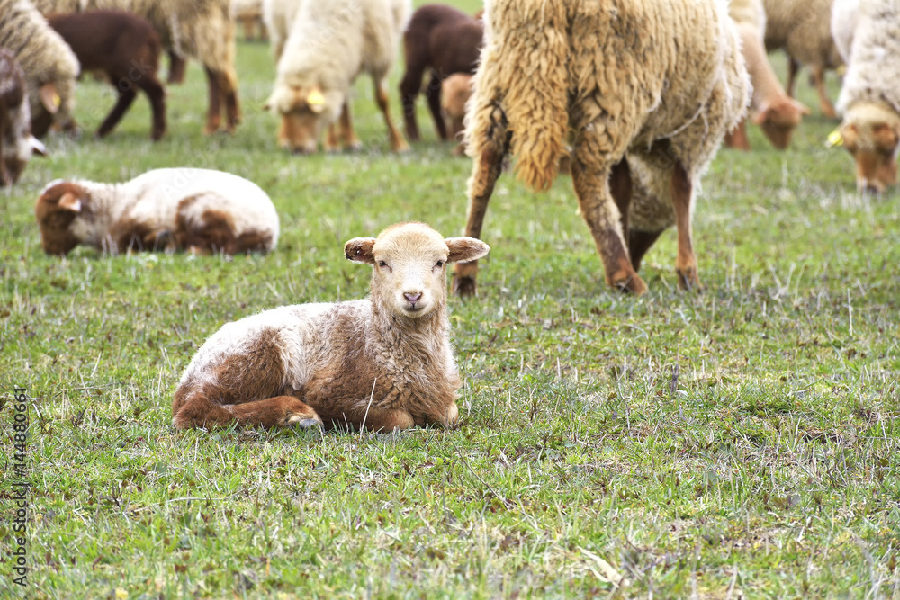 Fototapeta premium sheeps and lambs