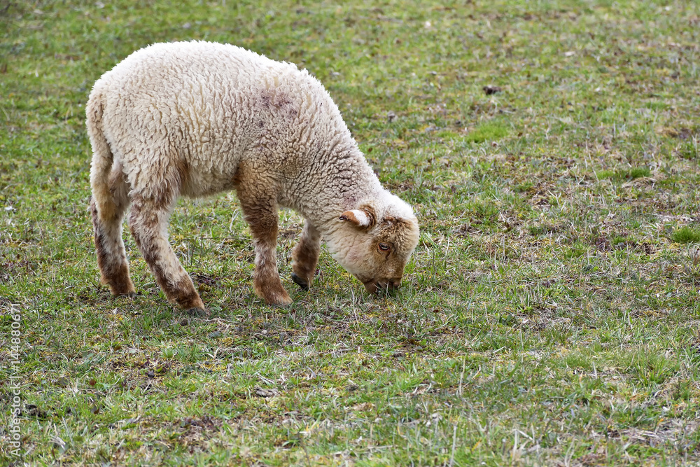 Fototapeta premium sheeps and lambs