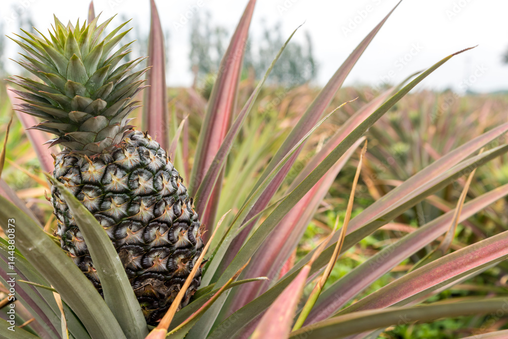 Pineapple tropical fruit growing in garden. pineapple on pineapple field.Farm agriculture concept. Pineapple tropical fruit growing in garden. pineapple on pineapple field.Farm agriculture concept.