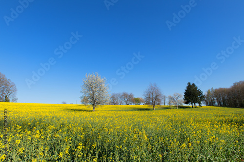 Blossom trees in rapeseed field