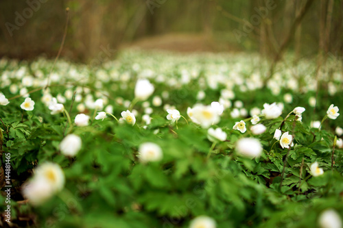 A green field of white Anemone
