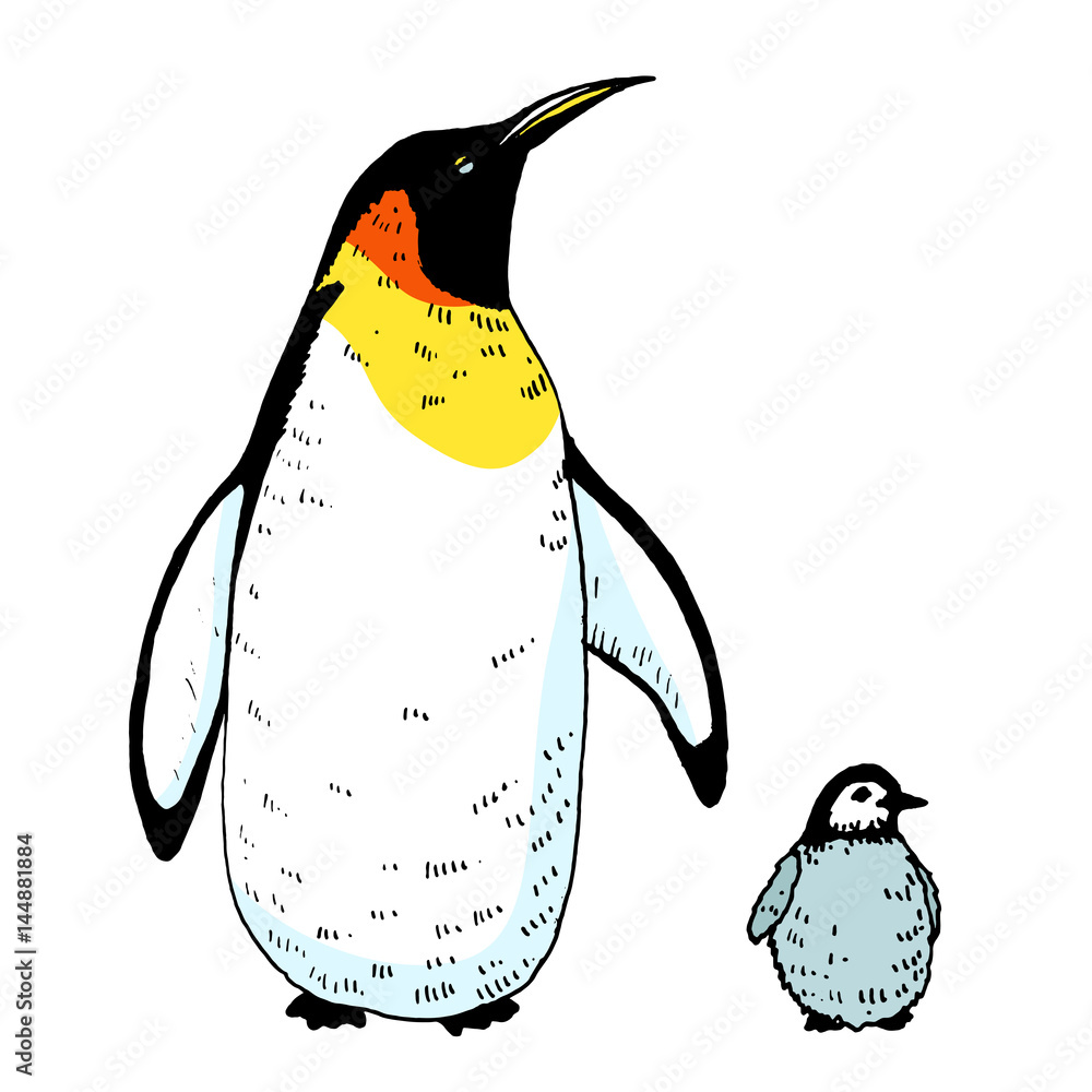 Vector penguin with a baby illustration. Hand drawn sketch of wild animal.  Animals in the wild thematic drawing Stock Vector | Adobe Stock