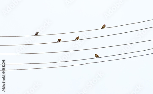 A flock of sparrows sitting on the wires like notes on staves - Banya, Bulgaria photo
