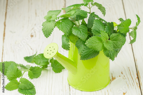 Organic Melissa. Sprigs of fresh lemon balm in a decorative vase. Spicy greens. Selective focus