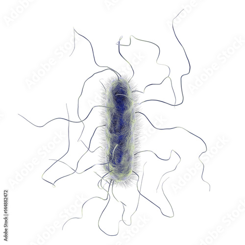 Proteus mirabilis bacterium isolated on white background, 3D illustration. Gram-negative bacterium with causes enteric, urinary and other infections photo