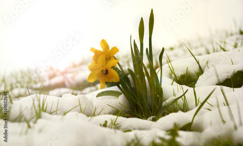 Fototapeta Naklejka Na Ścianę i Meble -  Frühlingsblumen im Schnee