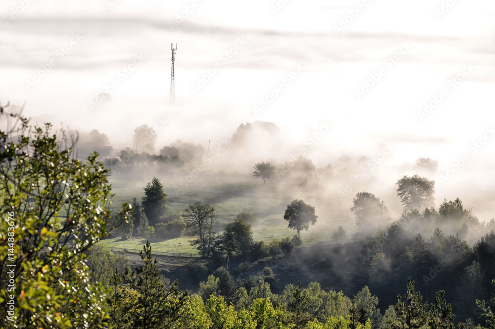 Obraz premium Mountain forest covered by morning fog