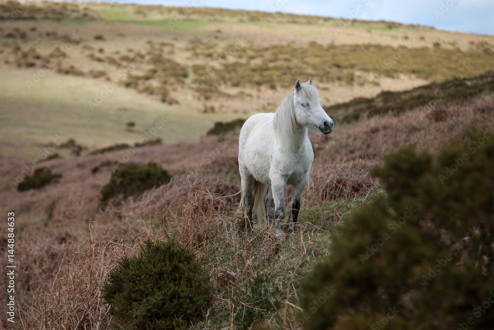 Weißes Pferd in karger Landschaft Weißes Pferd in karger Landschaft