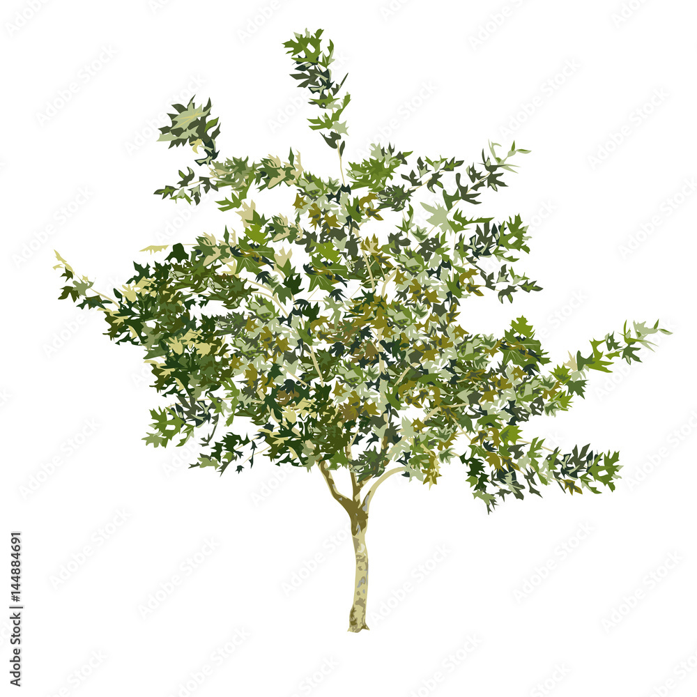 Young plane tree in the summer in color Young plane tree in the summer in color