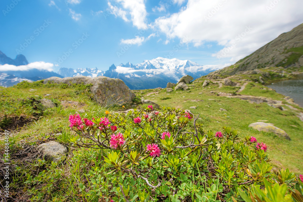 Rhododendron flowers against the backdrop of Mont Blanc in the French Alps, Europe. La Blanc