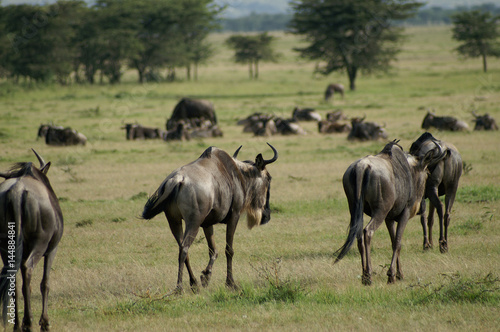 a group of wildebeest © darksideofpink