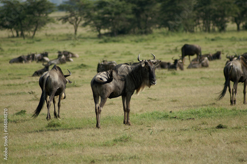 a group of wildebeest