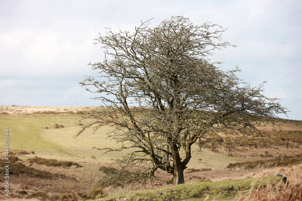 Baum in karger Landschaft