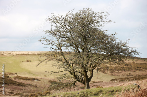 Baum in karger Landschaft