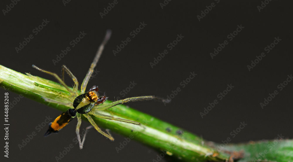 Beautiful Spider on green leaf, Jumping Spider in Thailand, Asemonea tenuipes Beautiful Spider on green leaf, Jumping Spider in Thailand, Asemonea tenuipes