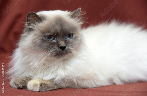 Himalayan bluepoint cat lying on red. photo