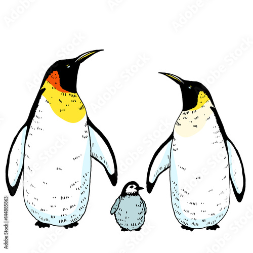 Vector penguins family with baby illustration. Hand drawn sketch of wild  animal. Animals in the wild thematic drawing Stock Vector | Adobe Stock